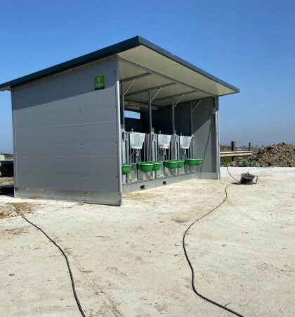 Quattro XL Kalverhut in gebruik Quattro XL Kalverhut in gebruik