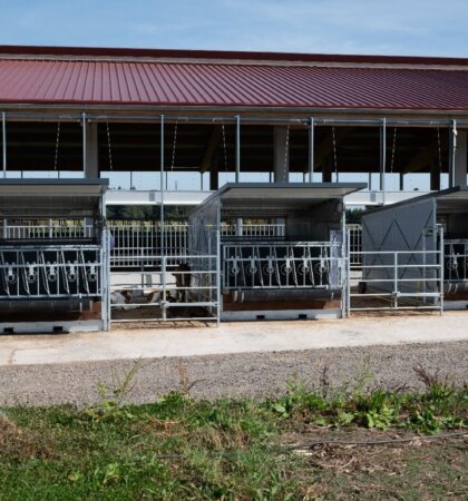 Afbeelding van WhatsApp op 2025-03-17 om 11.53.54_7d249f14 Kalverhuivesting buiten