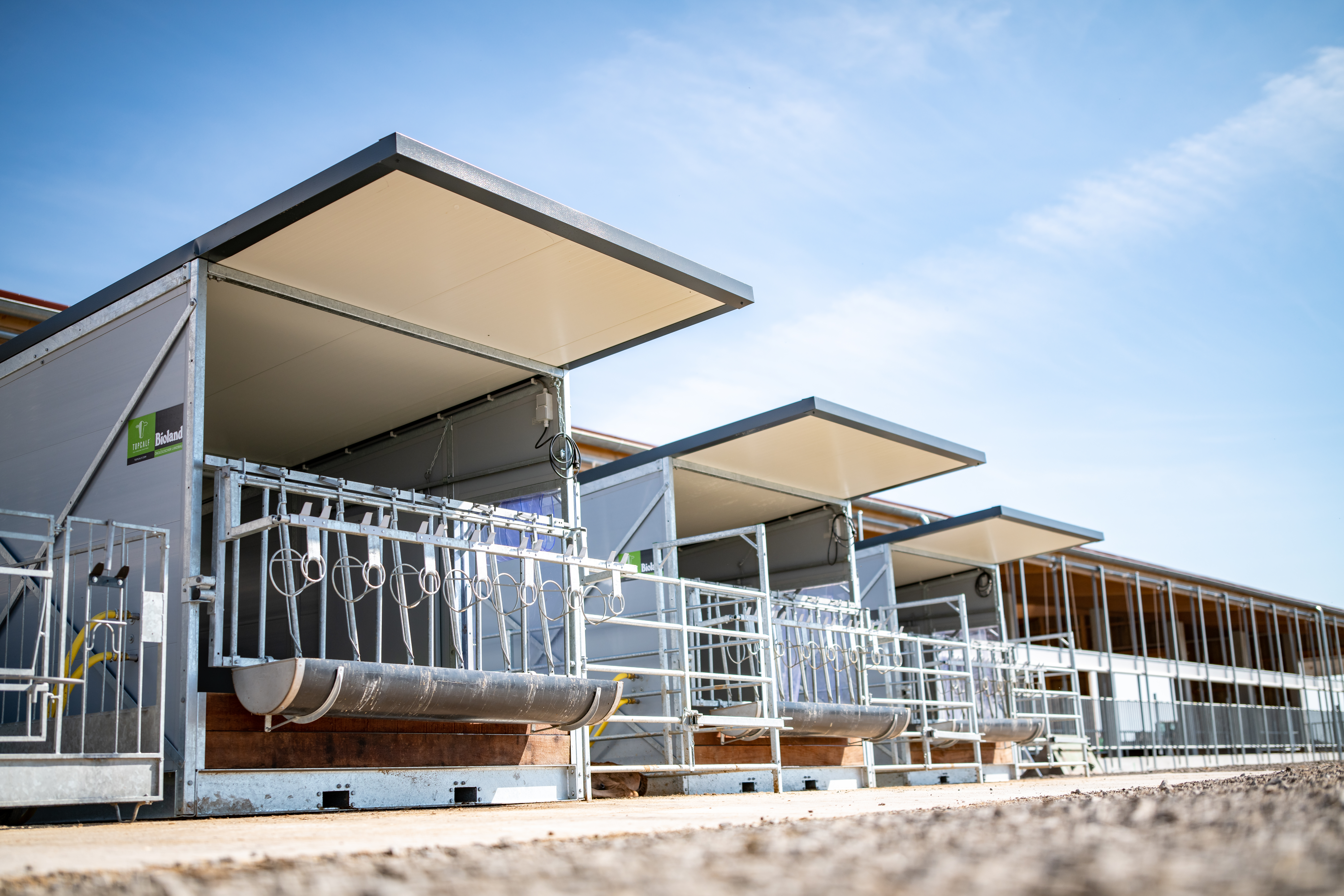 hoge res-4828 Kalverboxen