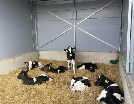 Topcalf Kalverstal met kalveren Topcalf Kalverstal met kalveren