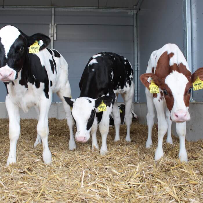 Kalveren eerder in groepen? Succes begint bij het stalontwerp 