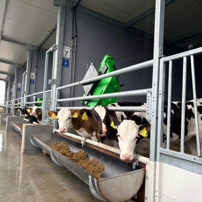 Hoe presteren uw kalveren op de vier bouwstenen in de kalveropfok?