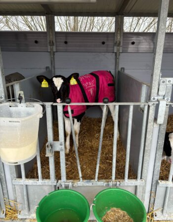 Afbeelding van WhatsApp op 2025-03-24 om 10.48.06_a53101a4