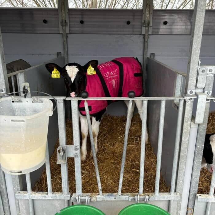 Wel of geen kalverdekje? Zichtbaar verschil in longgezondheid in de winter