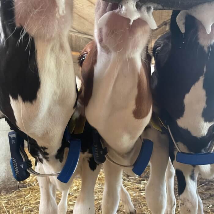 Wat gebeurt er tussen de voerbeurten in uw kalverstal?